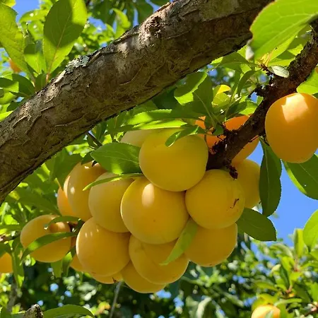 Апартаменты Quinta Dos Girassois Fz